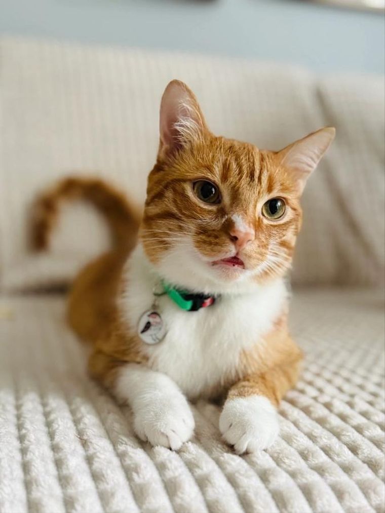 Zolux, Chatouille, obroża dla kota z zawieszką w kształcie ptaka, zielona