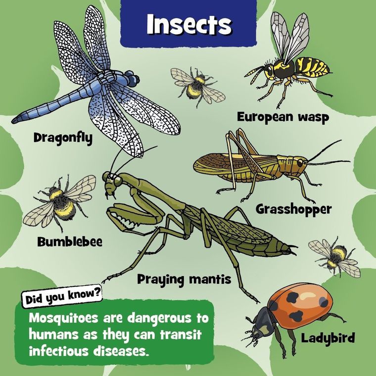 Albi, BrainBox, Nature, gra edukacyjna