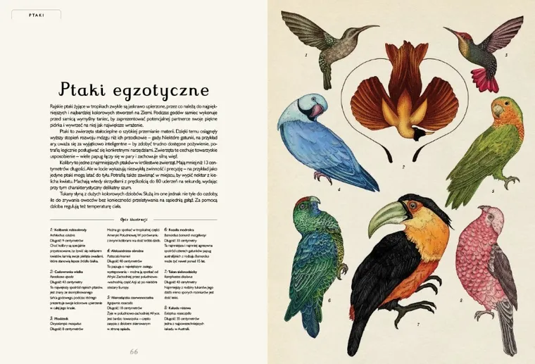 Animalium