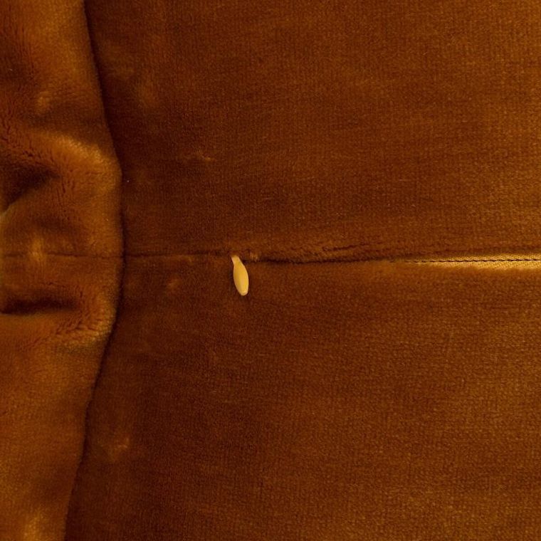 Atmosphera, Cuddly, poduszka dekoracyjna, 38-58 cm