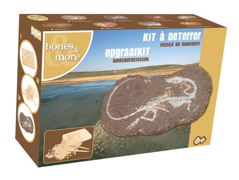 Bones&More, wykopalisko na kamieniu, szkielet dizozaura
