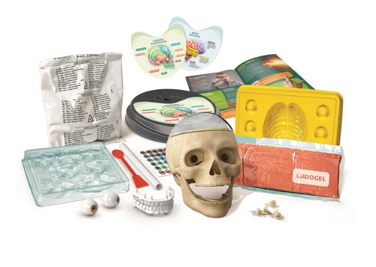 Clementoni, Naukowa Zabawa, Anatomia, zestaw edukacyjny