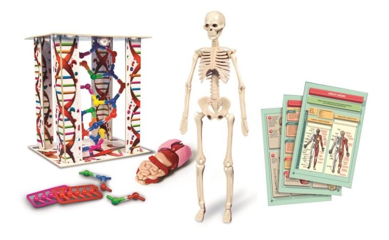 Clementoni, Naukowa Zabawa, Ciało ludzkie mini