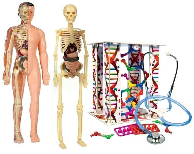 Clementoni, Naukowa Zabawa, Ciało ludzkie, zestaw naukowy