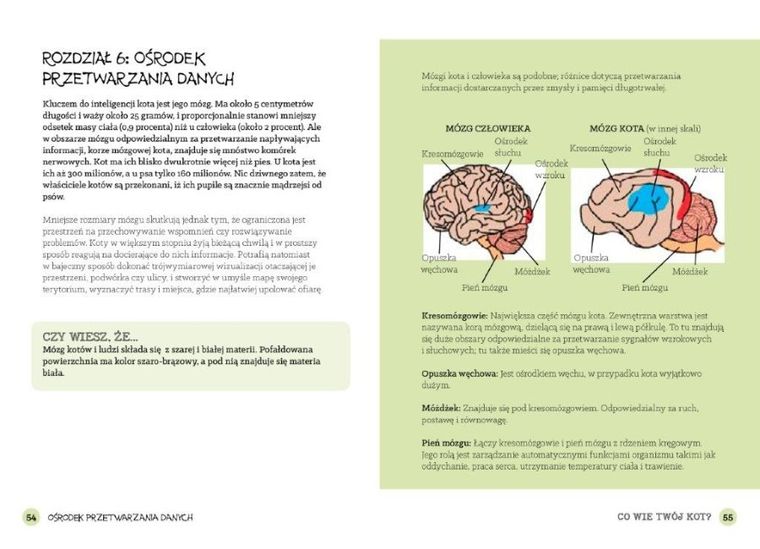 Co wie Twój kot? Poznaj sposób rozumienia świata przez koty