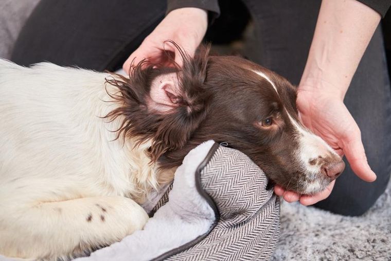 Dew Pet Care, środek do czyszczenia uszu dla zwierząt, 2,5l