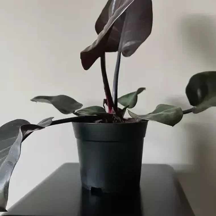 Gardlov, doniczka produkcyjna, 500 szt.