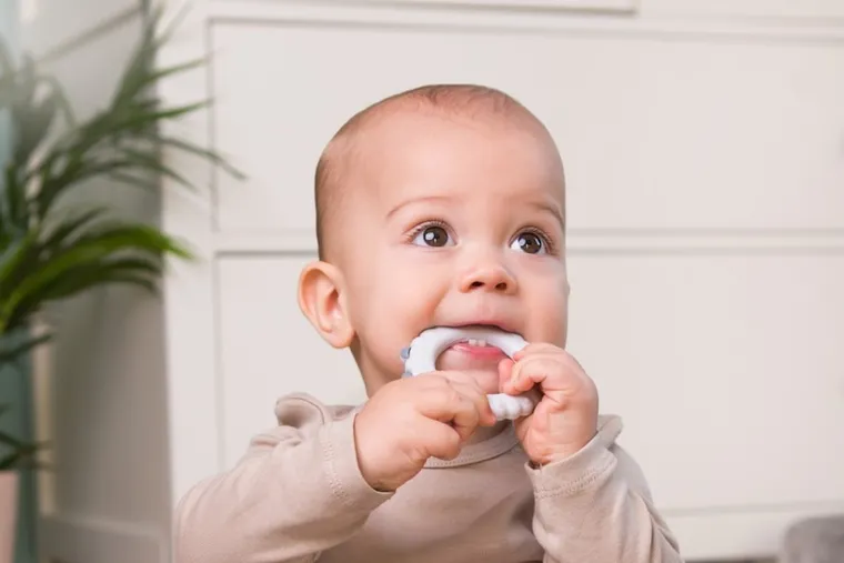 GiliGums, Owca, gryzak