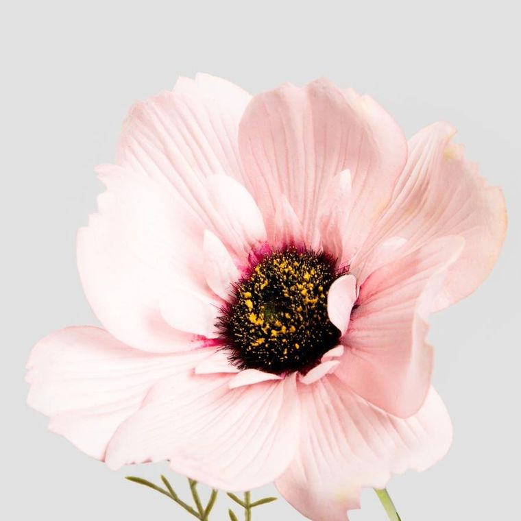 Homla, Emra, gałązka sztuczna, maki różowe, 76 cm