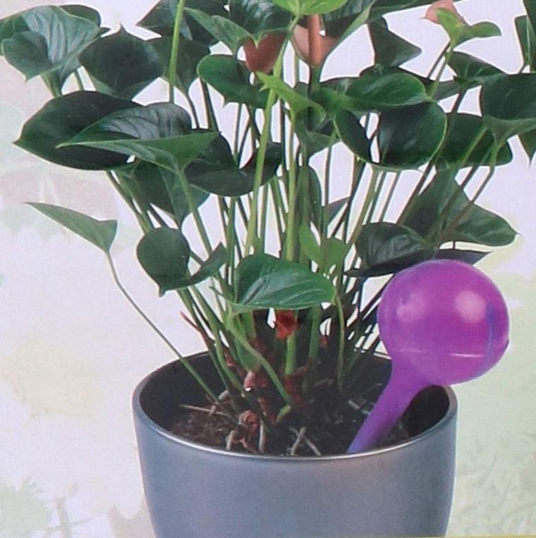 Kinzo, automatyczna konewka, 250 ml, fiolet