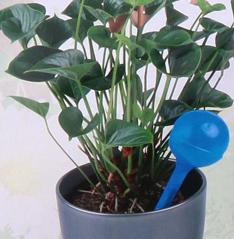 Kinzo, automatyczna konewka, 250 ml, niebieski