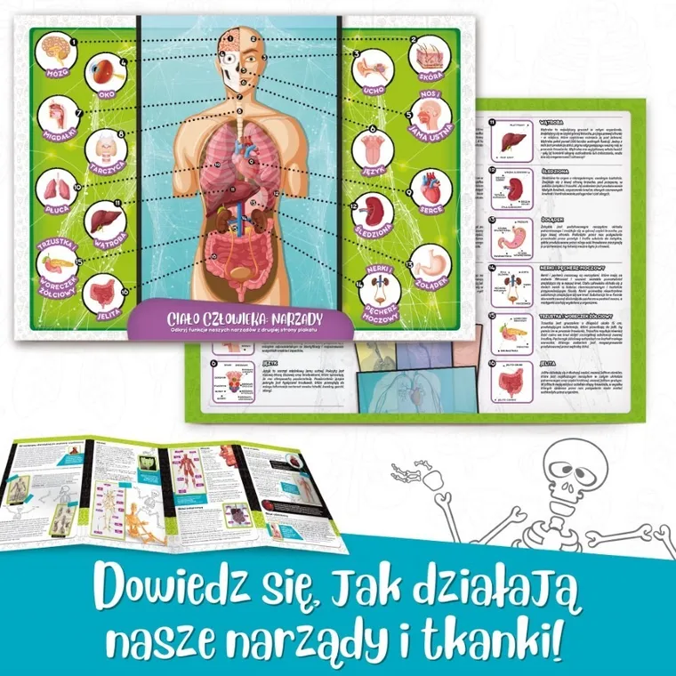 Lisciani, I'm a Genius, Poznaj Ciało Człowieka, zestaw naukowy