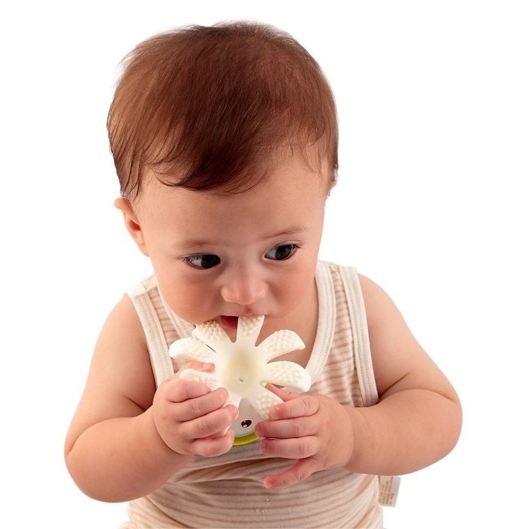 Mombella, Ośmiornica, gryzak, Curry