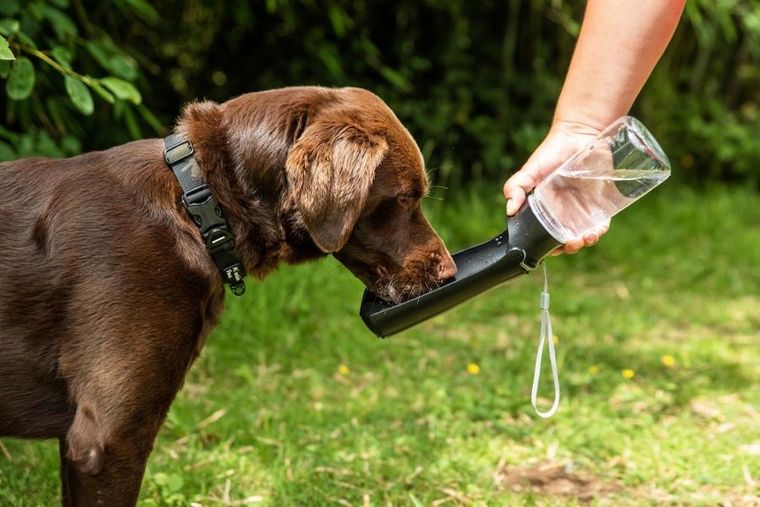 Mountain Paws, butelka z poidłem dla psa