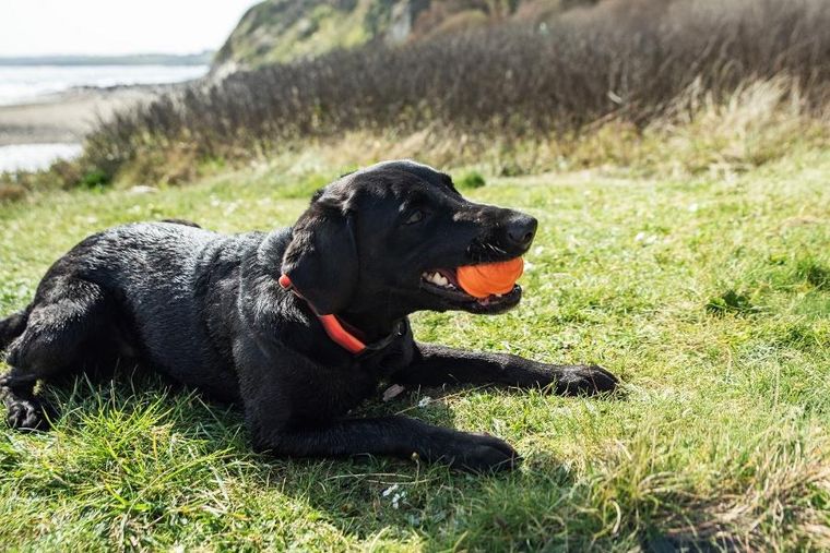 Mountain Paws, dozownik smakołyków w formie piłki dla psa