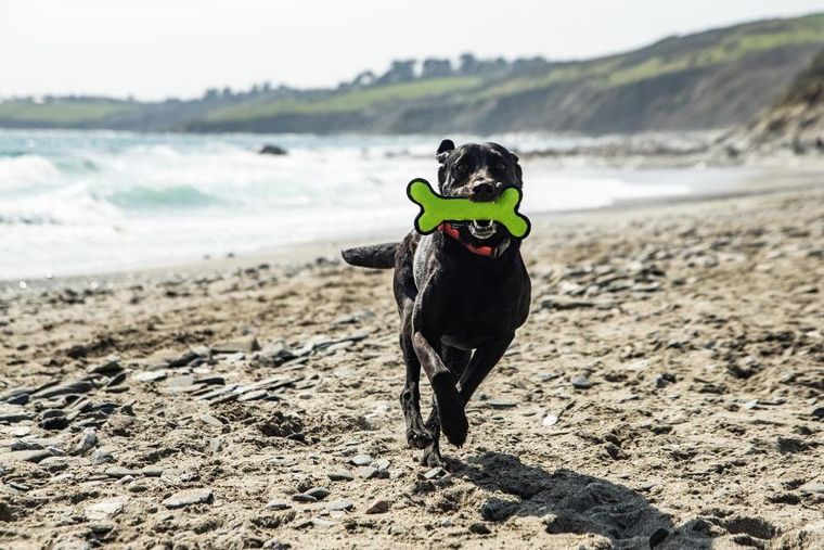 Mountain Paws, gumowa kość dla psa, gryzak, zielony
