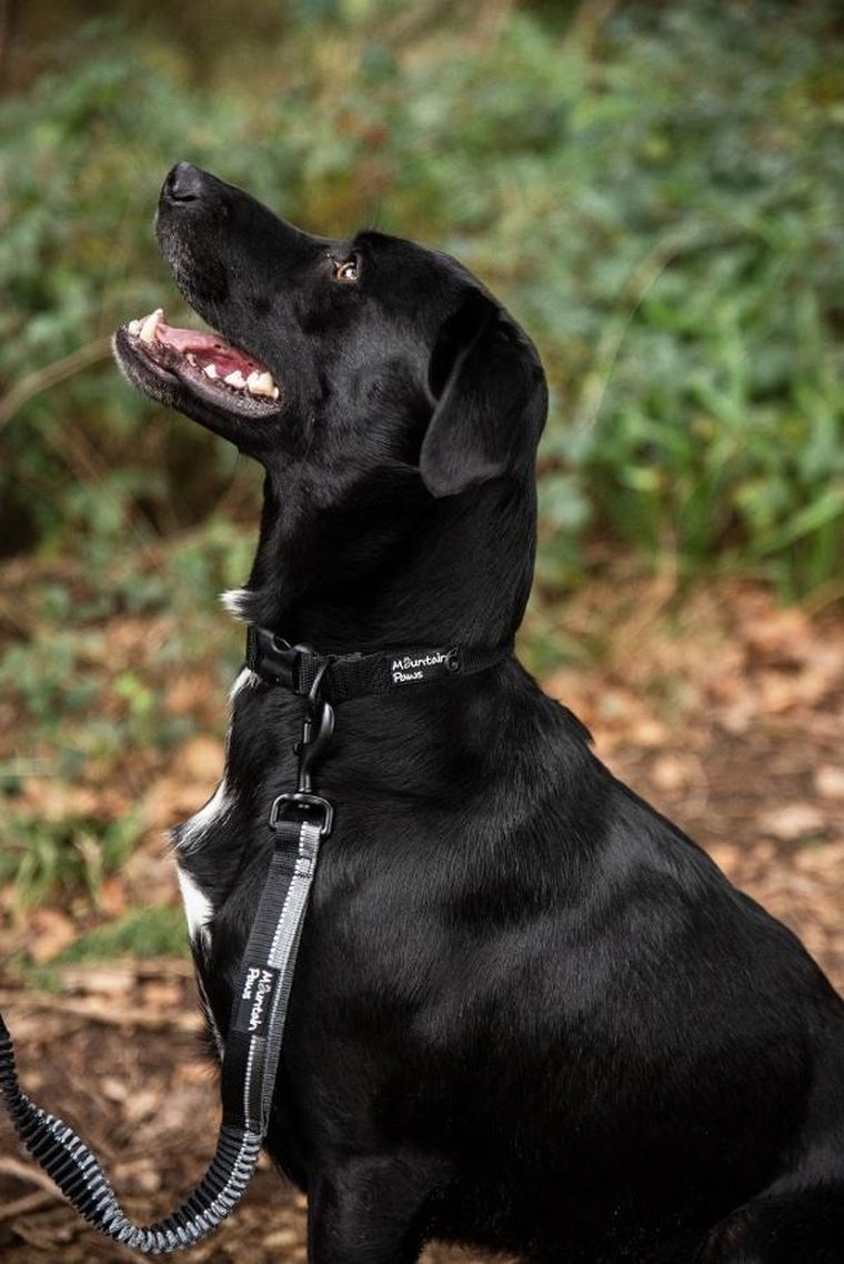 Mountain Paws, obroża dla psa, czarna, rozmiar XL