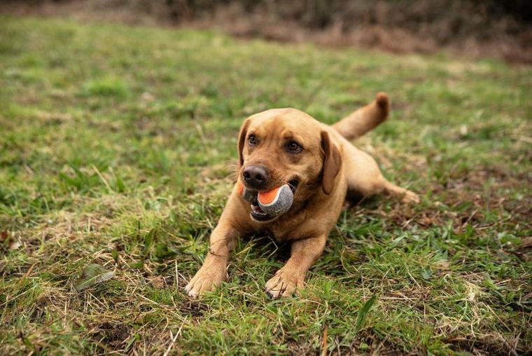 Mountain Paws, piłki tenisowe do miotacza piłek dla psa, 3 szt.
