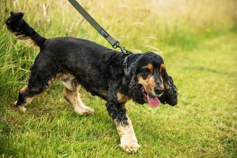 Mountain Paws, smycz dla psa, olive, 115 cm