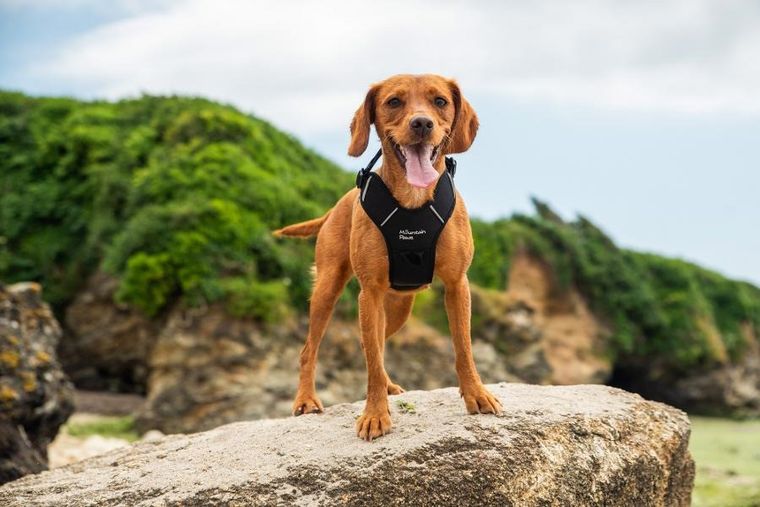 Mountain Paws, szelki dla psa, czarne, rozmiar L