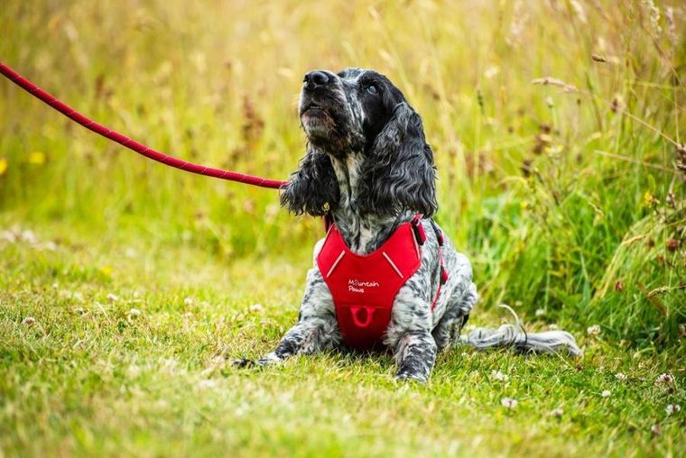 Mountain Paws, szelki dla psa, czerwone, rozmiar S