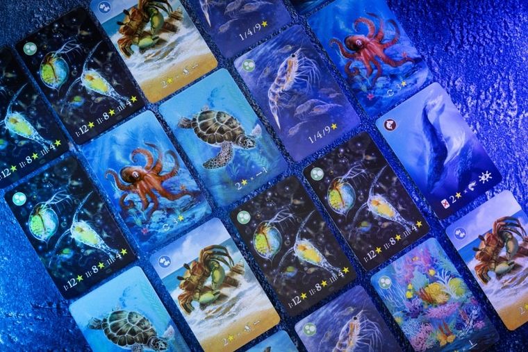 Nasza Księgarnia, Ekosystem 2, Rafa koralowa, gra familijna