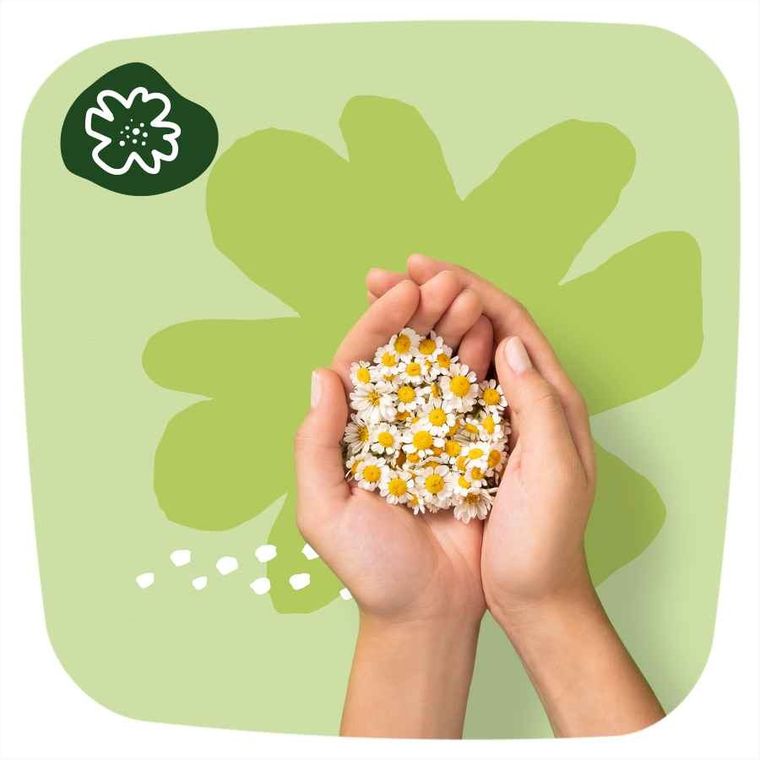 Naturella, Classic Normal Camomile, podpaski ze skrzydełkami, 10 szt.