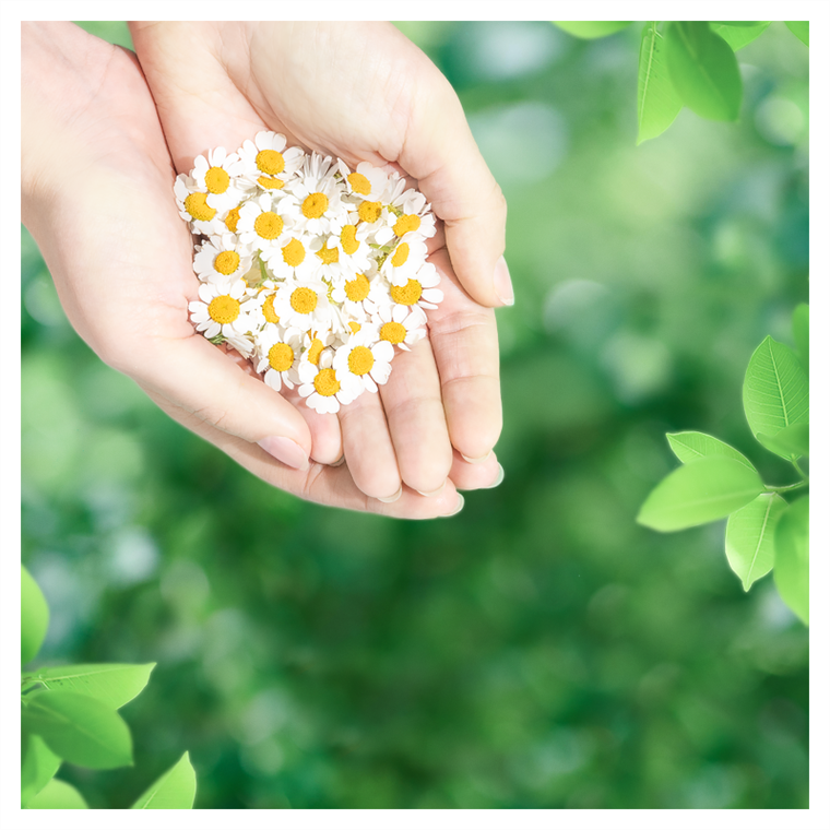 Naturella, Ultra Normal Camomile, podpaski ze skrzydełkami, 10 szt.