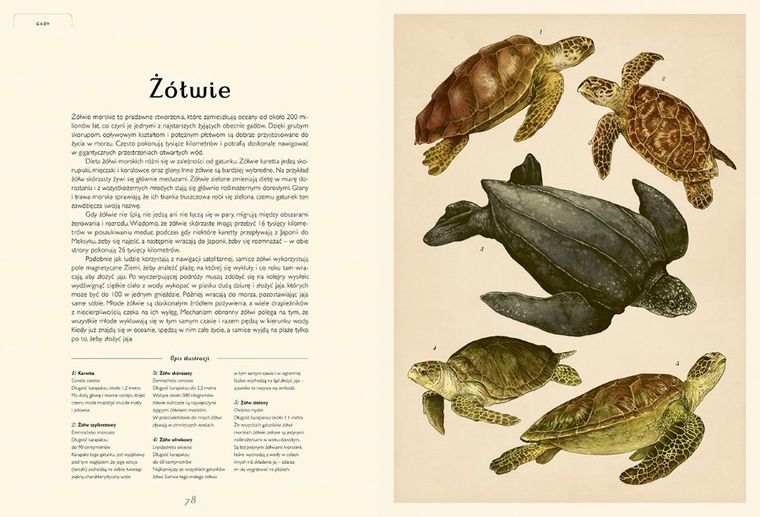 Oceanarium. Muzeum Oceanu