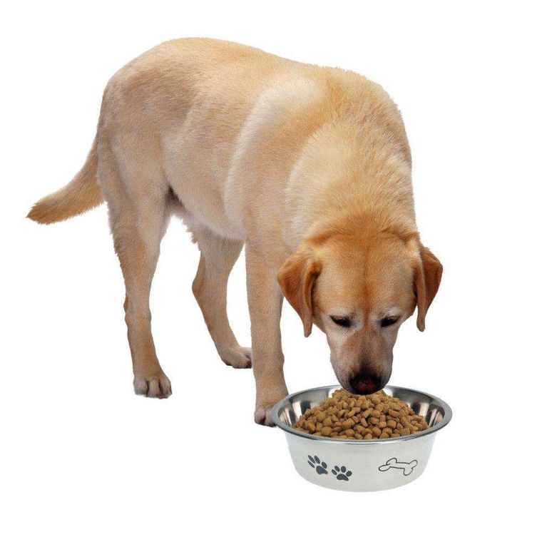 Orion, miska stalowa dla psa, 21 cm, 1,5l