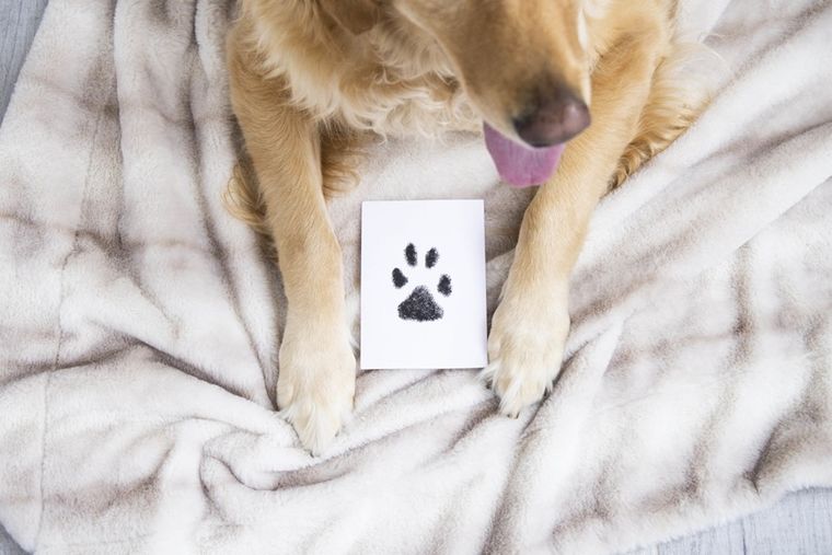 Pearhead, Clean-Touch, atramentowy odcisk łapy, M/L