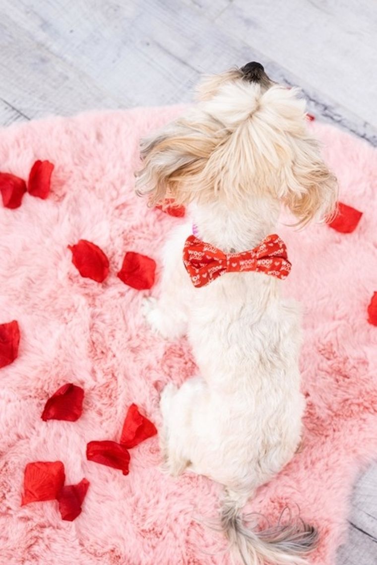 Pearhead, Woof You, muszka dla psa, rozmiar XS/S