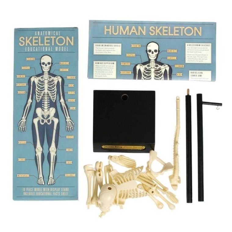 Rex London, anatomiczny model szkieletu, zestaw edukacyjny