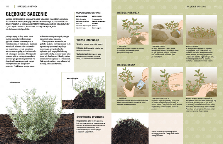 Rozmnażanie roślin. Przewodnik krok po kroku