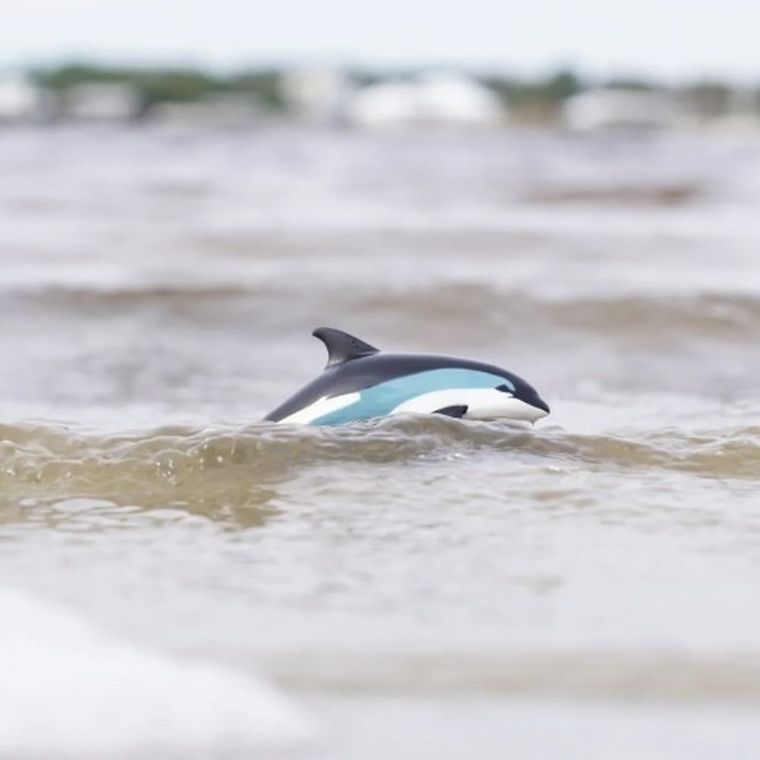 Safari Ltd, figurka, delfin białoboki atlantycki