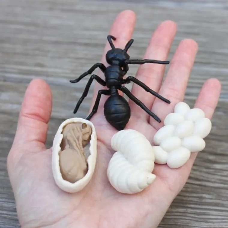 Safari Ltd, zestaw figurek, cykl życia mrówki