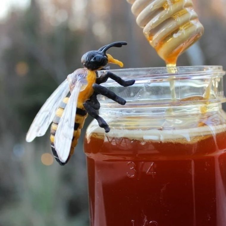 Safari Ltd, zestaw figurek, cykl życia pszczoły