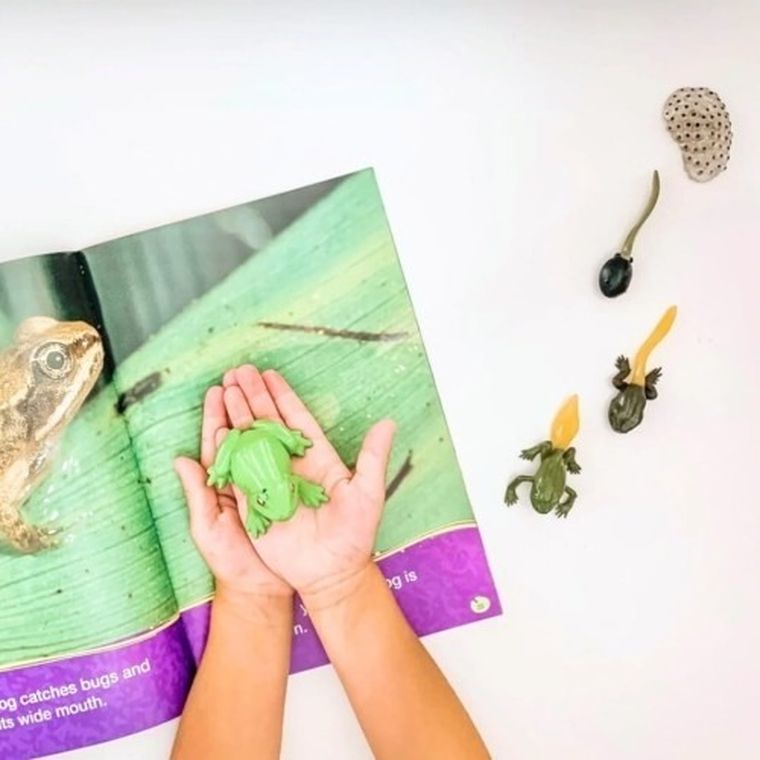 Safari Ltd, zestaw figurek, cykl życia żaby