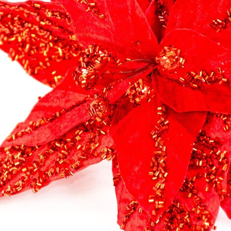 Saska Gift, gwiazda betlejemska, 30 cm