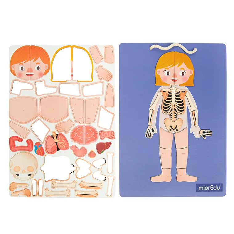 Smiki, Anatomia człowieka, magnetyczna układanka