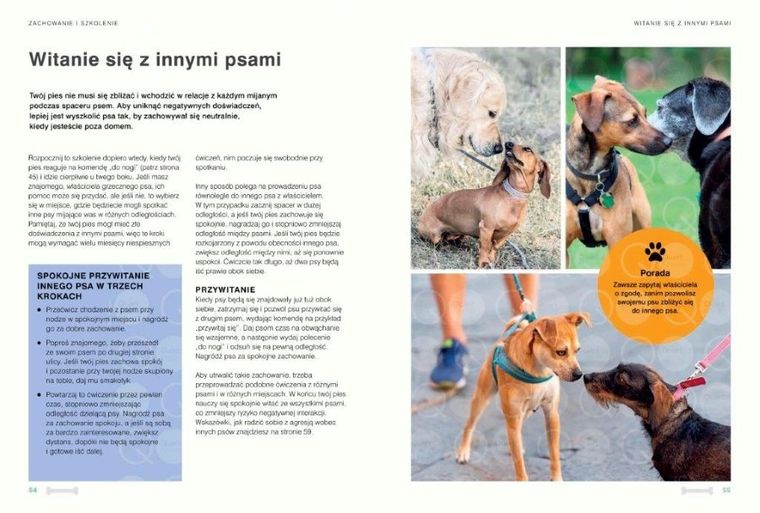 Twój pies ze schroniska