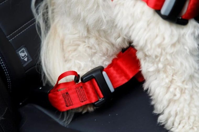 Zolux, Travel Safe, szelki dla psa, rozmiar M, czarne