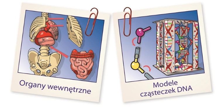 Clementoni, Naukowa Zabawa, Ciało ludzkie mini