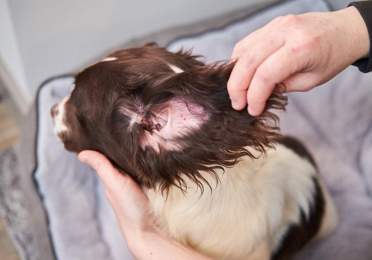 Dew Pet Care, środek do czyszczenia uszu dla zwierząt, 2,5l