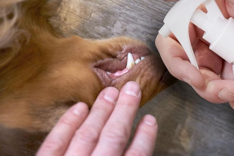 Dew Pet Care, środek do pielęgnacji jamy ustnej dla zwierząt, 2,5l