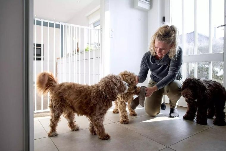 DogSpace, Charlie, bardzo wysoka, przykręcana bramka dla psa, biała, 63.5-107 cm