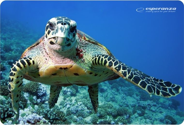 Esperanza, podkładka pod mysz, Foto Mix, EA133