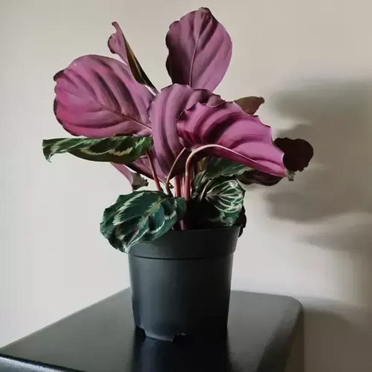 Gardlov, doniczka produkcyjna, 500 szt.