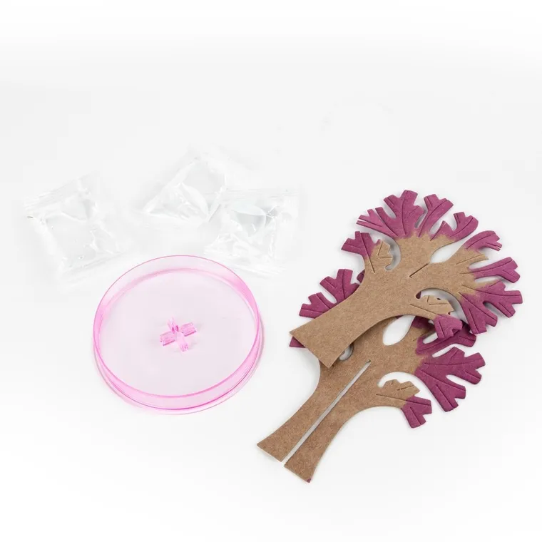 Kidea, kwitnące drzewo sakura, zestaw edukacyjny