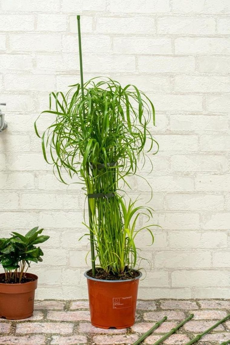 Kinzo, podpora tyczka do roślin, 50-80 cm, 6 szt.